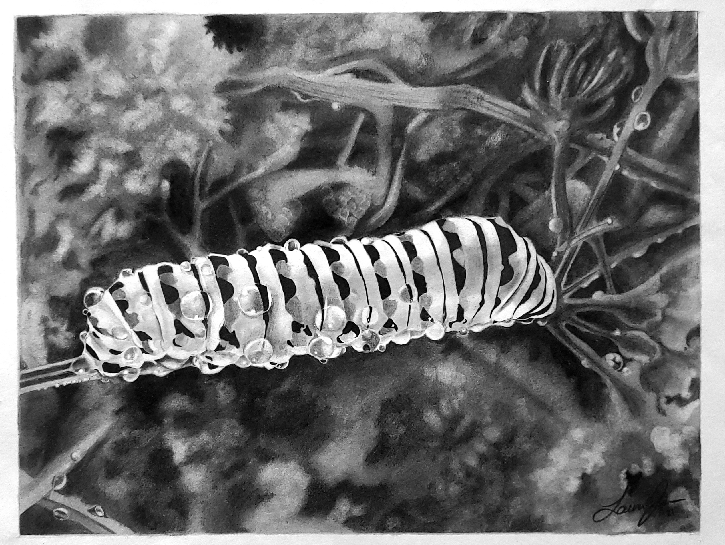 Caterpillar
